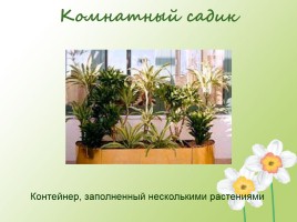 Комнатные растения в интерьере квартиры, слайд 14