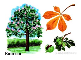 Деревья: дуб, берёза, клён, тополь, сосна, осина, липа, ива, рябина, каштан - Признаки и распознования, слайд 11