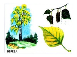 Деревья: дуб, берёза, клён, тополь, сосна, осина, липа, ива, рябина, каштан - Признаки и распознования, слайд 3