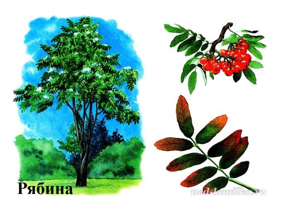 Презентация «Деревья: дуб, берёза, клён, тополь, сосна, осина, липа ...