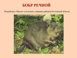 Красная книга Ростовской области - Животные, слайд 17