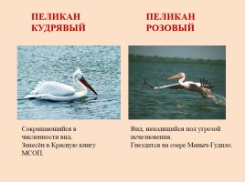 Красная книга Ростовской области - Животные, слайд 21