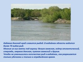 Красная книга Ростовской области - Животные, слайд 24