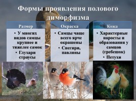 Интегрированный урок «Годовой жизненный цикл и сезонные явления в жизни птиц», слайд 12