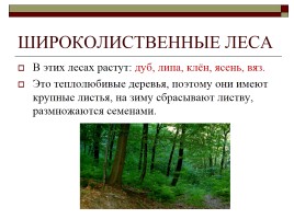 Широколиственные леса, слайд 1