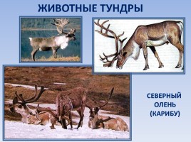 Природные зоны России: Тундра, слайд 13