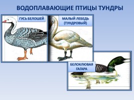 Природные зоны России: Тундра, слайд 17