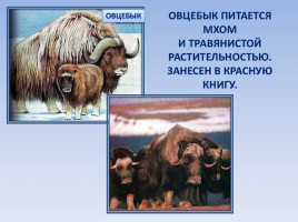 Природные зоны России: Тундра, слайд 19