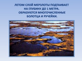 Природные зоны России: Тундра, слайд 6