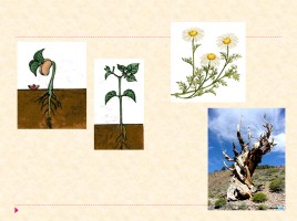 Растение - целостный организм, слайд 10