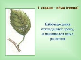 Урок-исследование «Натуральные волокна животного происхождения», слайд 16