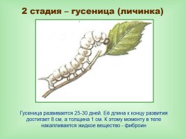 Урок-исследование «Натуральные волокна животного происхождения», слайд 17