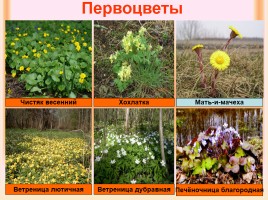 Изменения в природе с приходом весны «В гости к весне», слайд 14