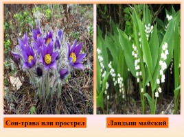Изменения в природе с приходом весны «В гости к весне», слайд 15