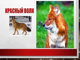 Редкие и исчезающие животные занесённые в Красную Книгу РФ, слайд 10