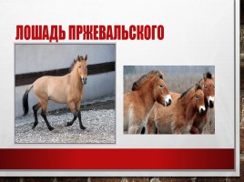 Редкие и исчезающие животные занесённые в Красную Книгу РФ, слайд 12