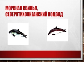 Редкие и исчезающие животные занесённые в Красную Книгу РФ, слайд 13