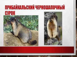 Редкие и исчезающие животные занесённые в Красную Книгу РФ, слайд 14