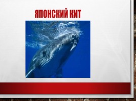 Редкие и исчезающие животные занесённые в Красную Книгу РФ, слайд 19