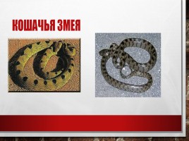 Редкие и исчезающие животные занесённые в Красную Книгу РФ, слайд 23