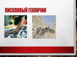 Редкие и исчезающие животные занесённые в Красную Книгу РФ, слайд 24