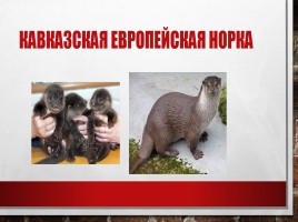Редкие и исчезающие животные занесённые в Красную Книгу РФ, слайд 7