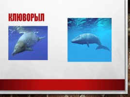 Редкие и исчезающие животные занесённые в Красную Книгу РФ, слайд 9