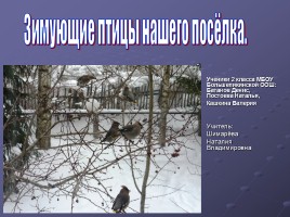 Зимующие птицы Большепикинская ООШ, слайд 2