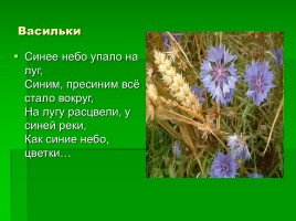 Урок окружающего мира в 1 классе «Мы не будем рвать цветы и ловить бабочек», слайд 9