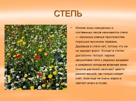 Растительный и животный мир России, слайд 10