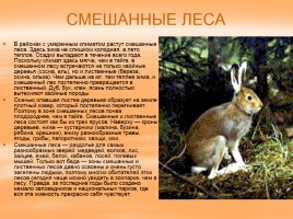 Растительный и животный мир России, слайд 8