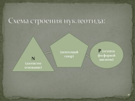 Лекция №5 «Нуклеиновые кислоты - АТФ», слайд 11