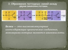 Лекция №3 «Органические вещества - Белки», слайд 9