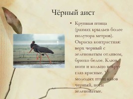 Красная книга Нижегородской области, слайд 13