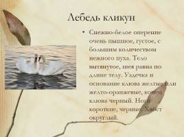 Красная книга Нижегородской области, слайд 14