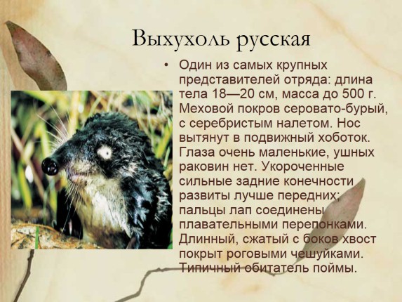 Презентация «Красная книга Нижегородской области»