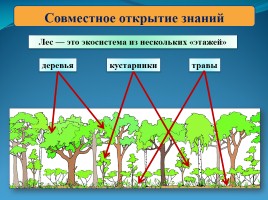Окружающий мир 3 класс «Лесные производители», слайд 4