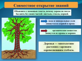 Окружающий мир 3 класс «Лесные производители», слайд 7