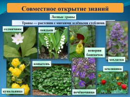 Окружающий мир 3 класс «Лесные производители», слайд 9