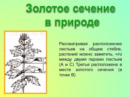 Золотое сечение или «божественная пропорция» в природе, слайд 4