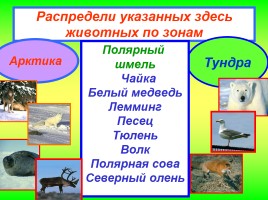 Задания по теме «Природная зона Тундра», слайд 8