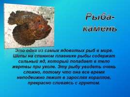Удивительные факты из жизни рыб, слайд 18