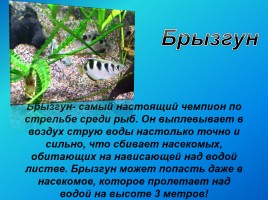 Удивительные факты из жизни рыб, слайд 21