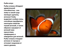 Удивительные факты из жизни рыб, слайд 9