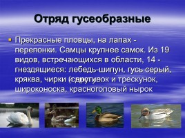 Птицы Самарской области, слайд 3