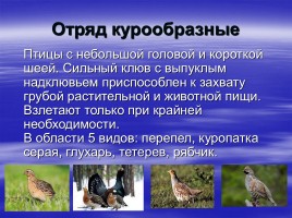 Птицы Самарской области, слайд 5