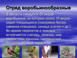 Птицы Самарской области, слайд 6
