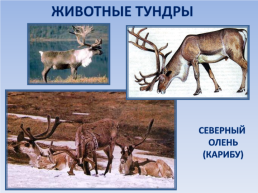 Природные зоны россии: Тундра. Окружающий мир, 4 класс, слайд 13