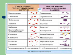 Профилактика инфекционных заболеваний quotХорошие и плохие микробыquot, слайд 30