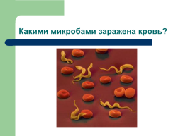 Профилактика инфекционных заболеваний quotХорошие и плохие микробыquot, слайд 34